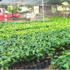 Bibit Pala Unggul Lokal-Lampung Selatan, Lampung